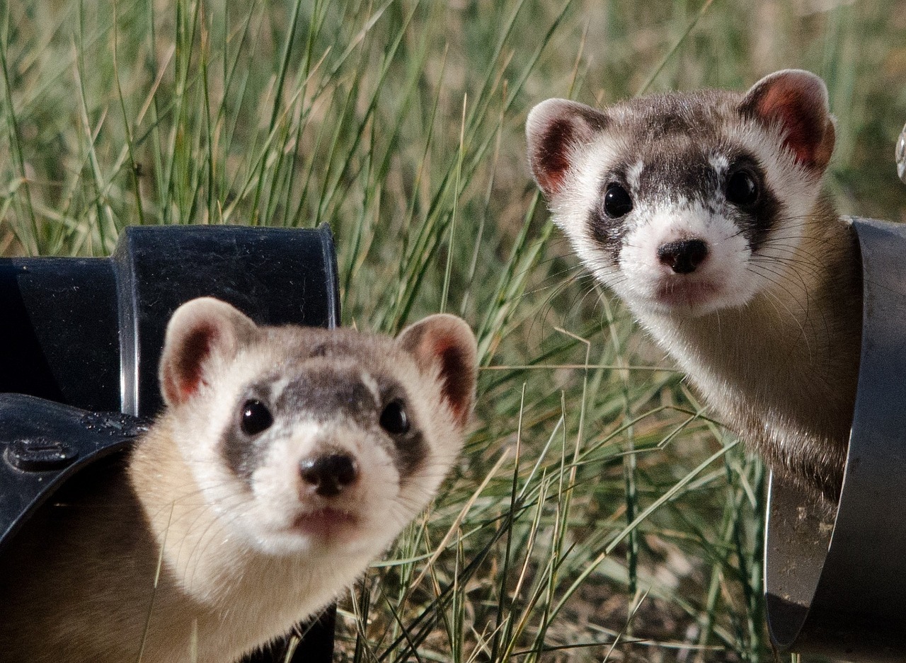 Ferrets - 10 Things To Know About The Jokers Of The Animal World –  Williamsburg Veterinary Clinic