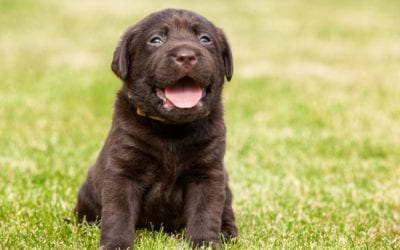 2 Tips for Puppy Socialization