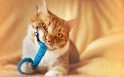 How to Enrich Your Indoor Cat’s Environment
