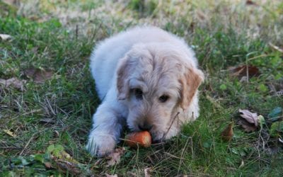 Healthy Treat Alternatives for Dogs