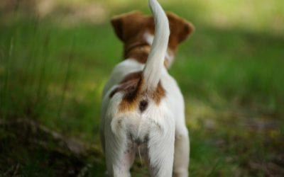 Limber tail syndrome in dogs