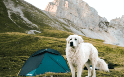 Summer Camping Tips for You and Your Pet
