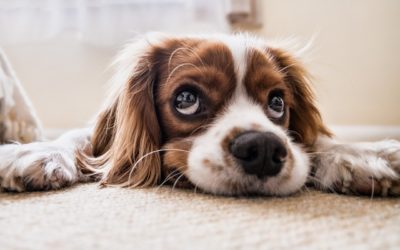 Help Your Dog Beat Back-to-School Boredom