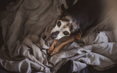 How To Care For Your Senior Pet