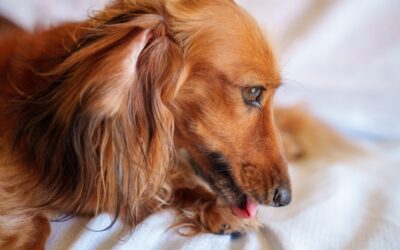How to Identify, Handle, and Avoid Pets’ Hot Spots