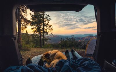 Camping Safety Tips for Pet Owners